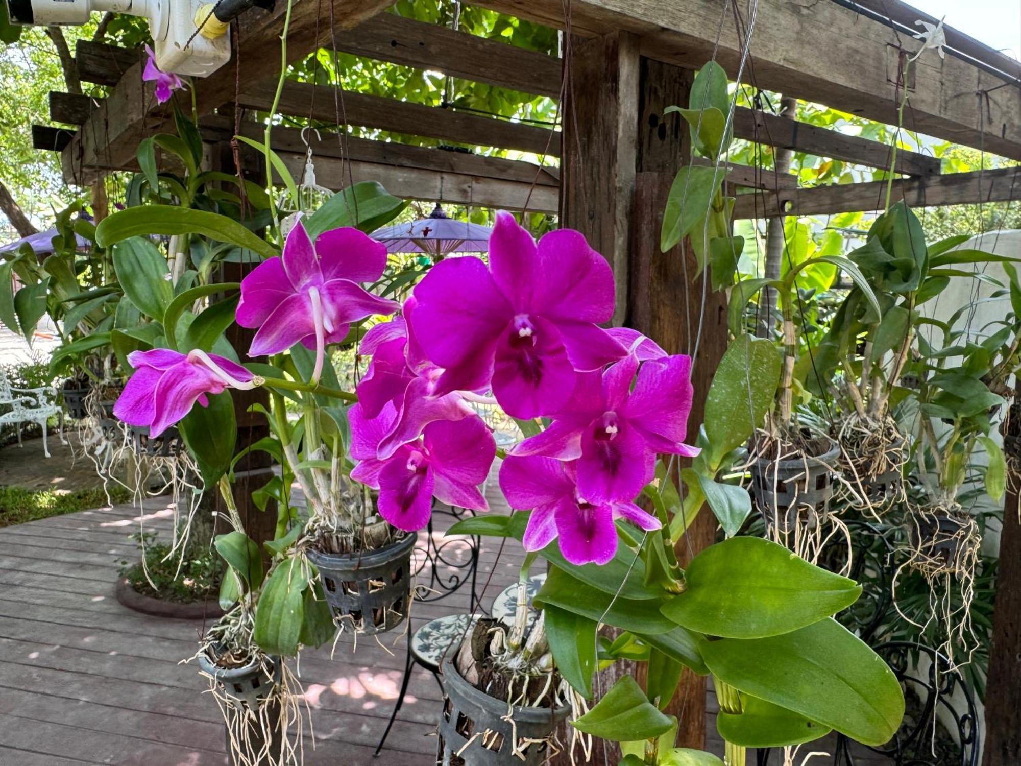 Chiang Mai Las Orquideas Resort Bagian luar foto