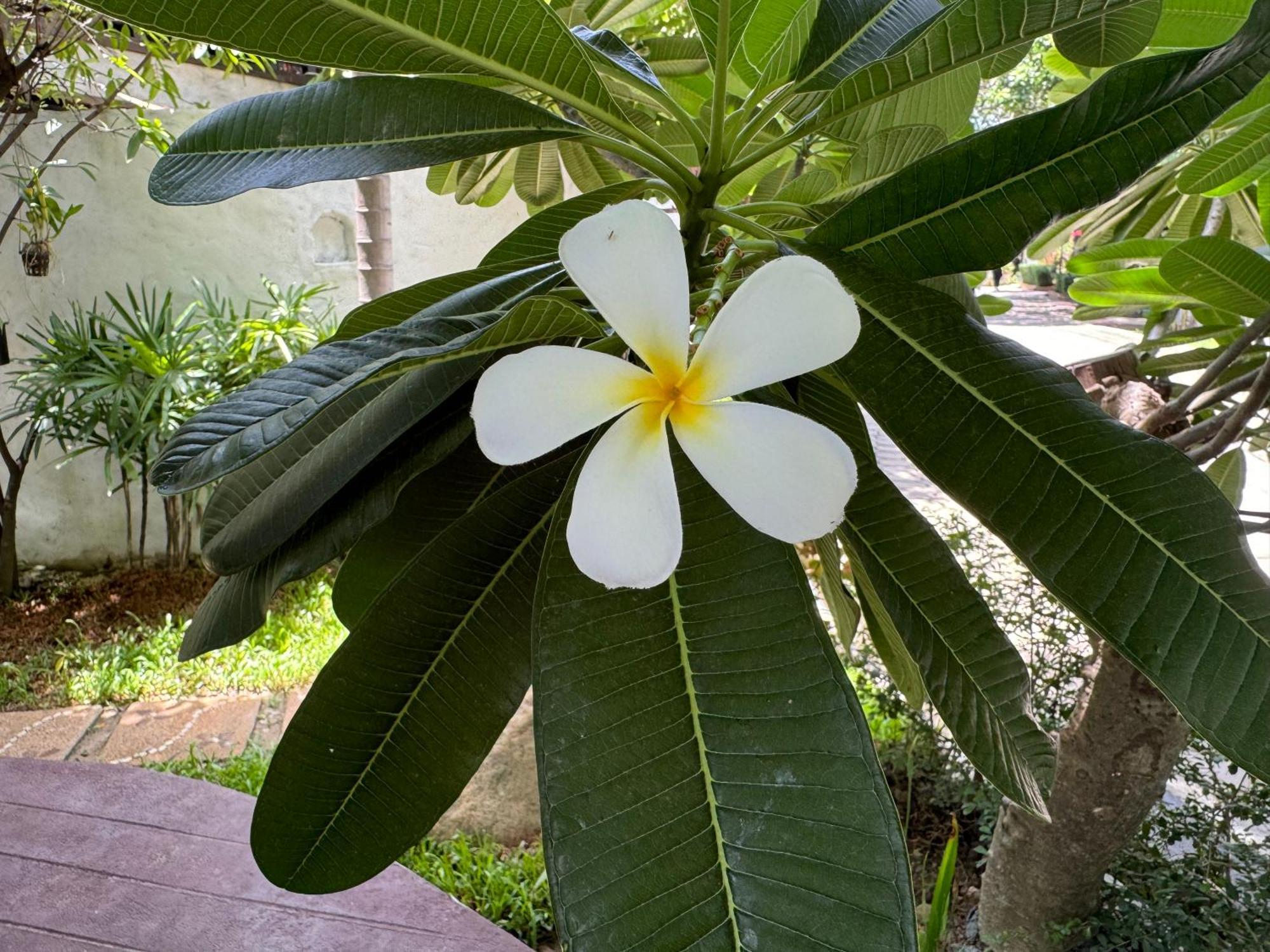 Chiang Mai Las Orquideas Resort Bagian luar foto