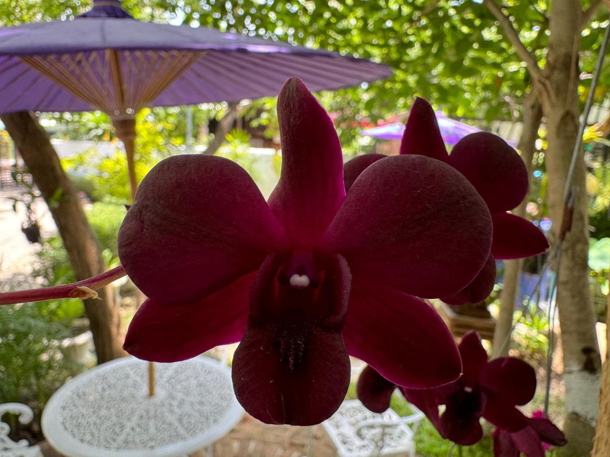 Chiang Mai Las Orquideas Resort Bagian luar foto